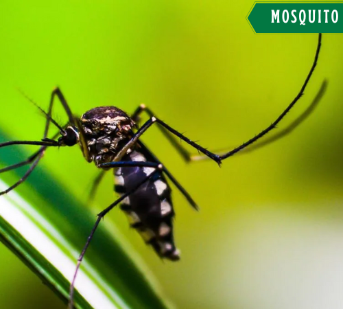 How to Identify Mosquito Infestation