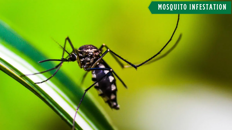 How to Identify Mosquito Infestation